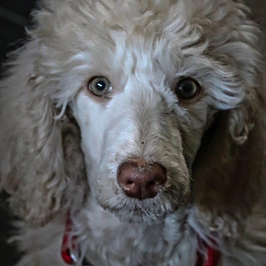 Doggrooming life यूट्यूब चैनल अवतार