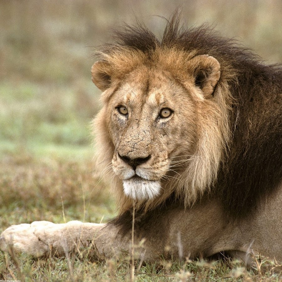 Lion Scientist - Gir