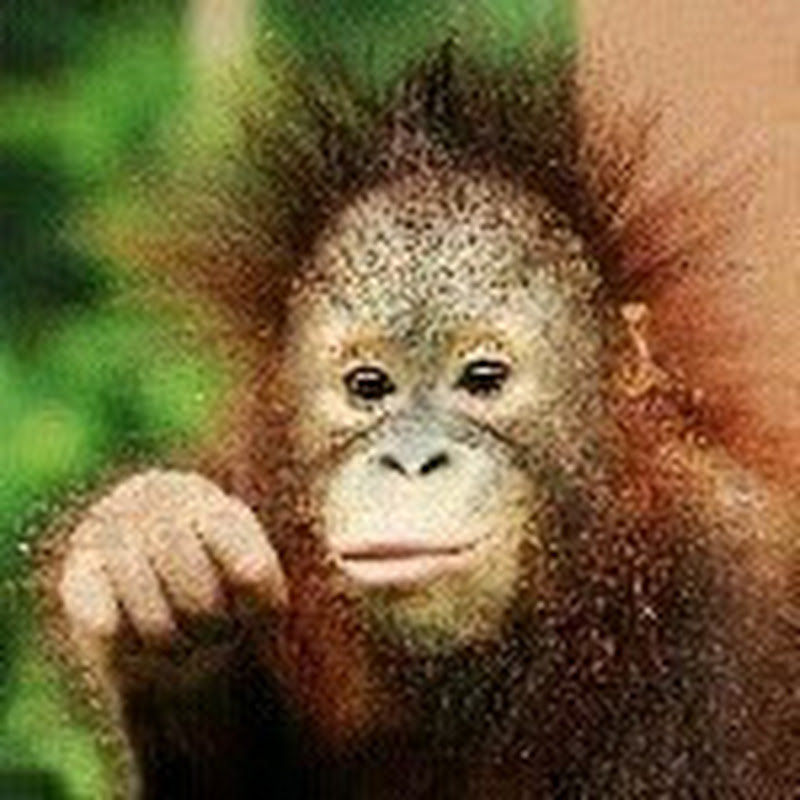 Sabah Tourism - 網紅的藏寶箱 