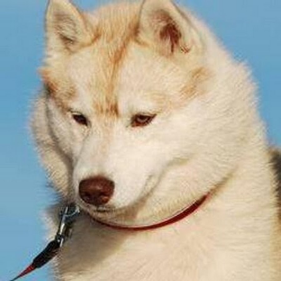 Officialhusky Lovers YouTube channel avatar