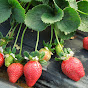 Revitalizing Strawberry Production in Arkansas - @revitalizingstrawber YouTube Profile Photo