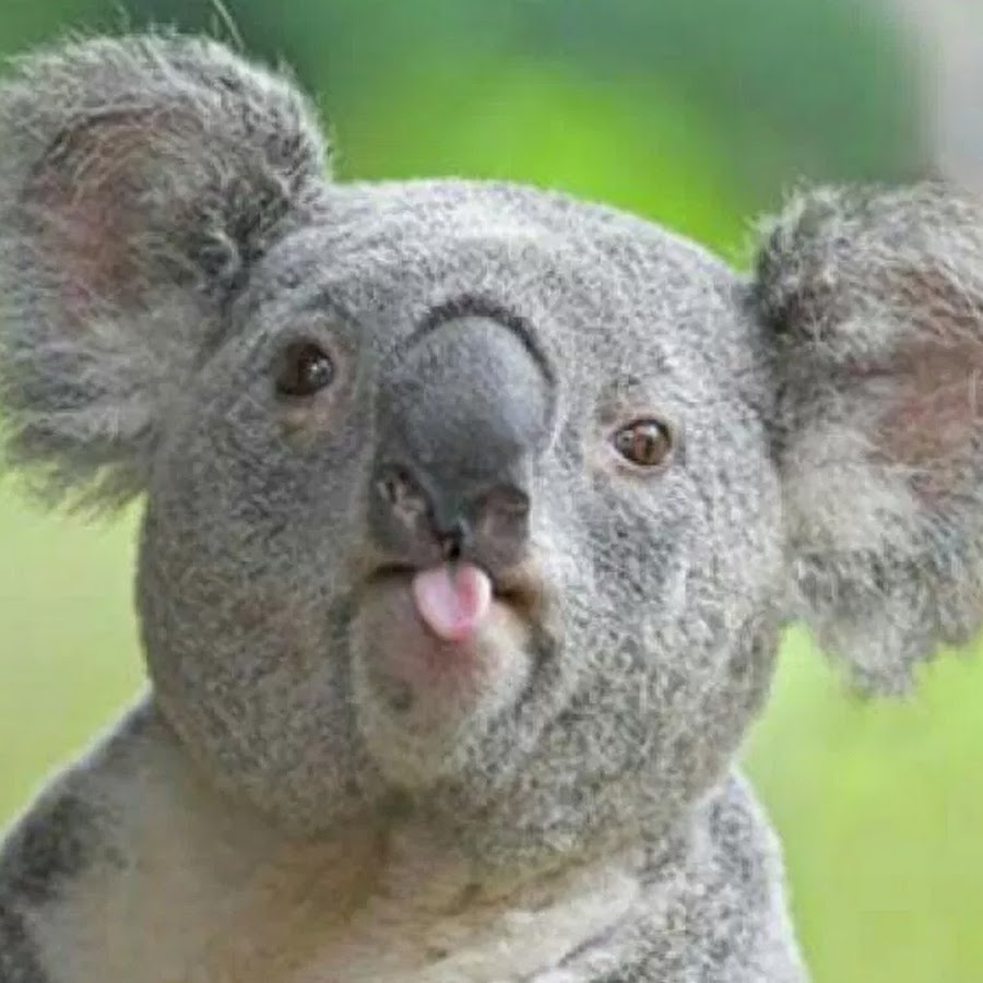 Hihi Koala Avatar channel YouTube 