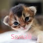 Somali Cat の動画、YouTube動画。
