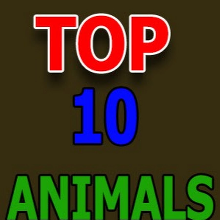 TOP 10 Animals