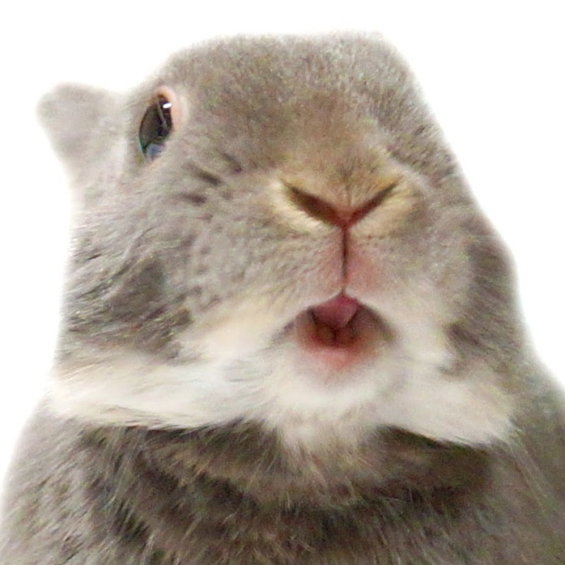 うさぎのふうたの人気動画 Youtubeランキング