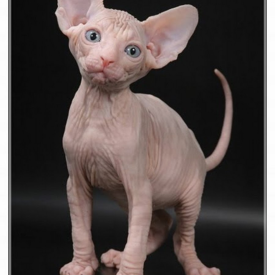 SteveTheSphynx ইউটিউব চ্যানেল অ্যাভাটার