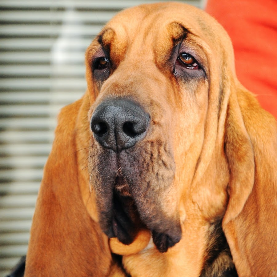 COPPERLEIGH BLOODHOUNDS