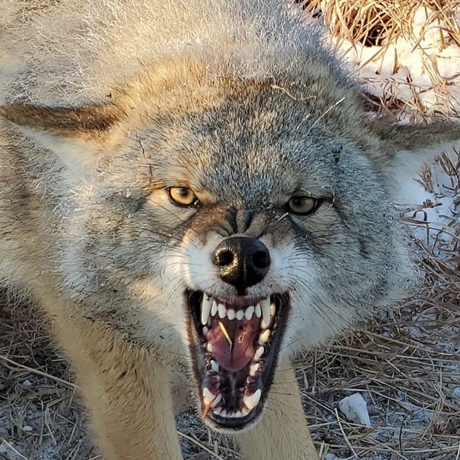 Coyote Whisperer YouTube channel avatar