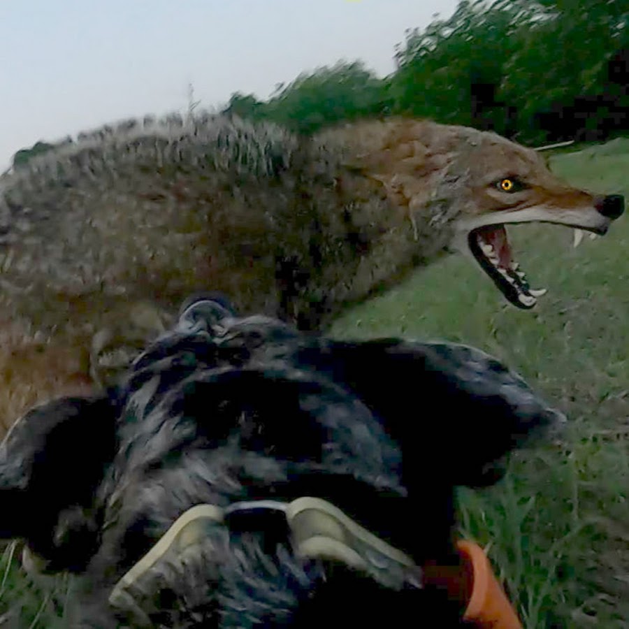 Big Paw Doggin Decoying Coyotes Avatar de chaîne YouTube
