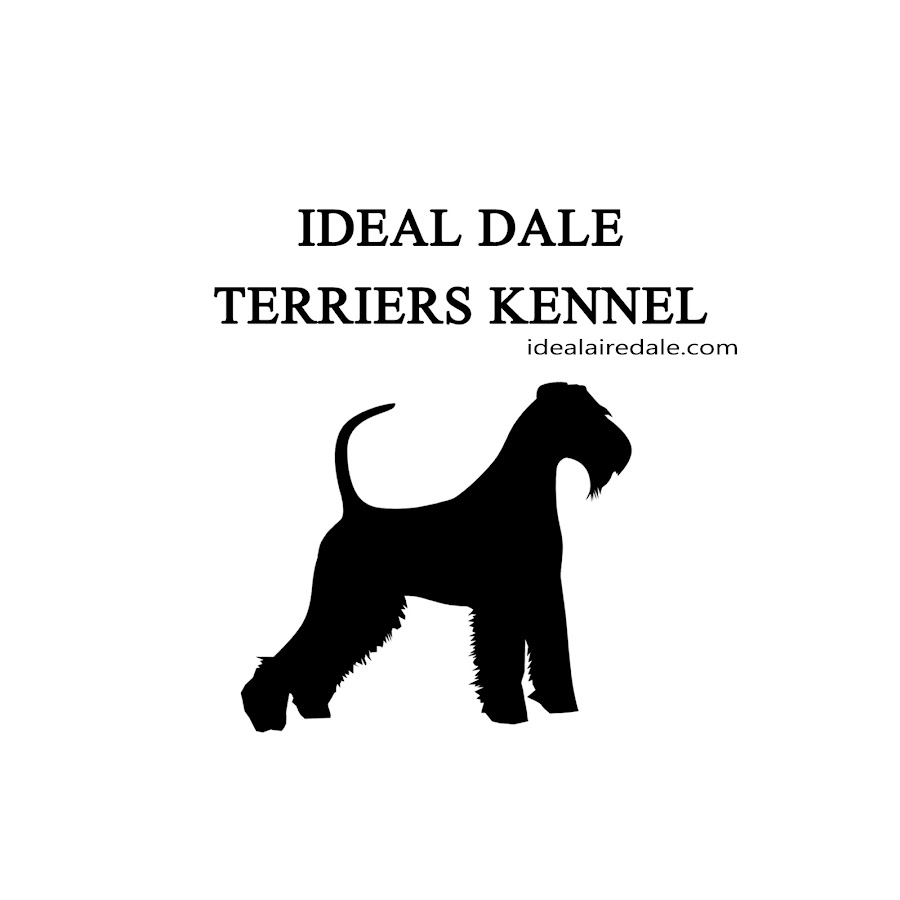 Ideal Dale Terrier