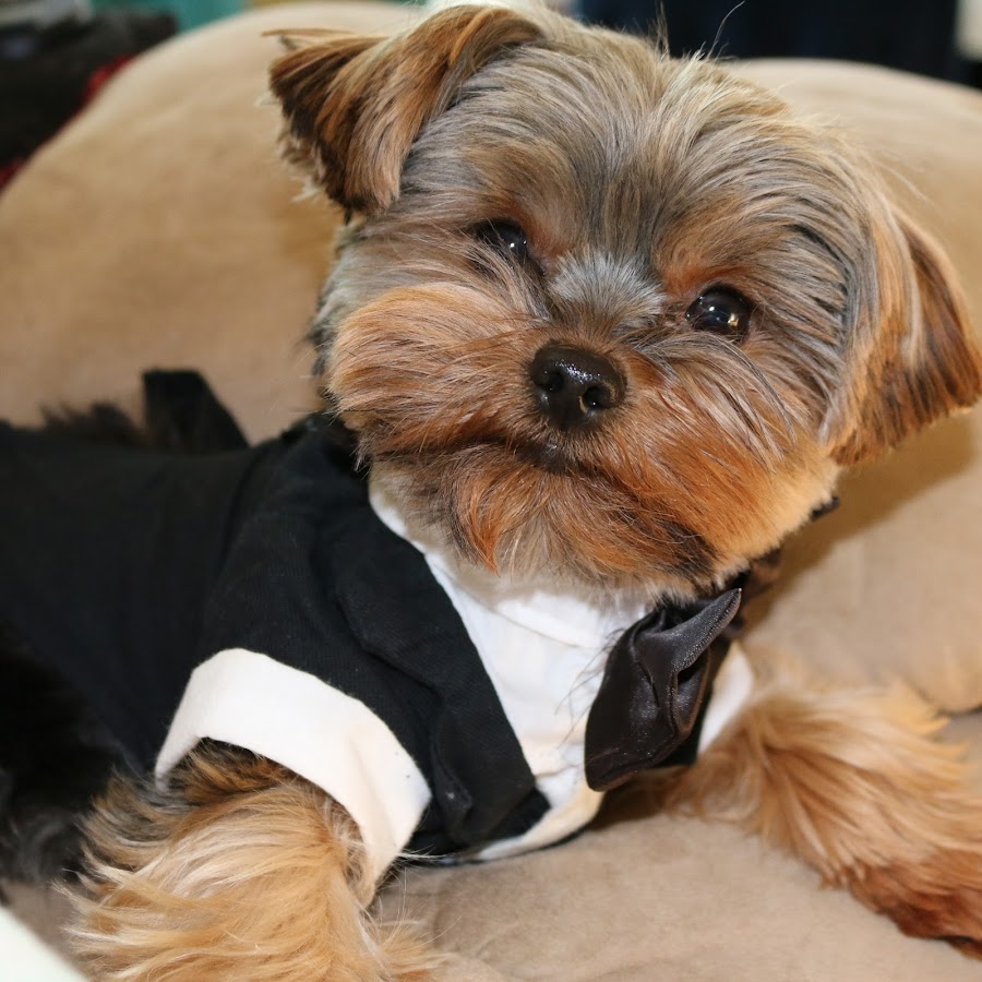 Agent the teacup Yorkie