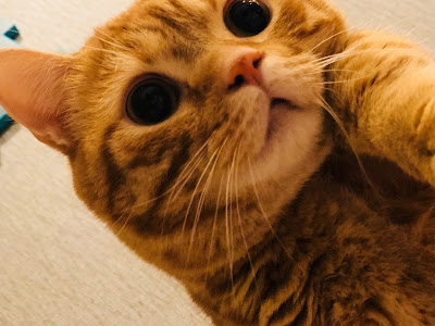 [最も好ましい] 花江夏樹 ゲーム実況 面白い 222510-花江夏樹 ゲーム実況 面白い