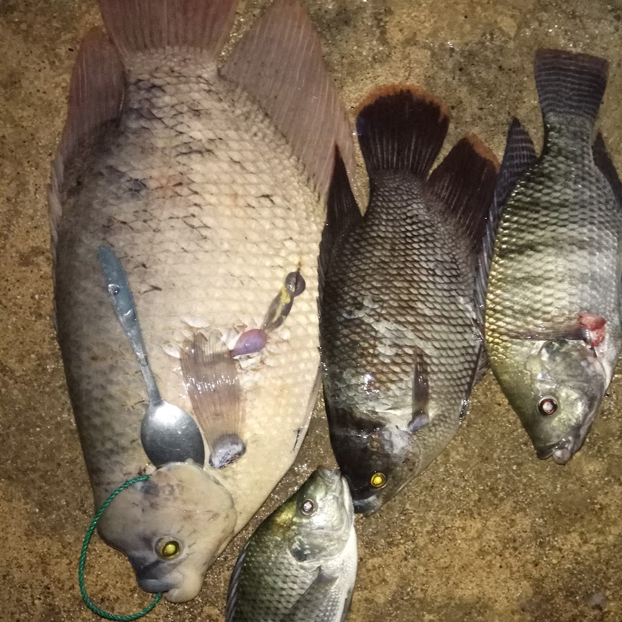 spearfishing Danau toba Avatar de chaîne YouTube