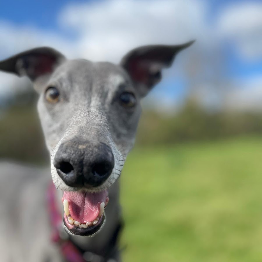 iheartwhippets YouTube channel avatar