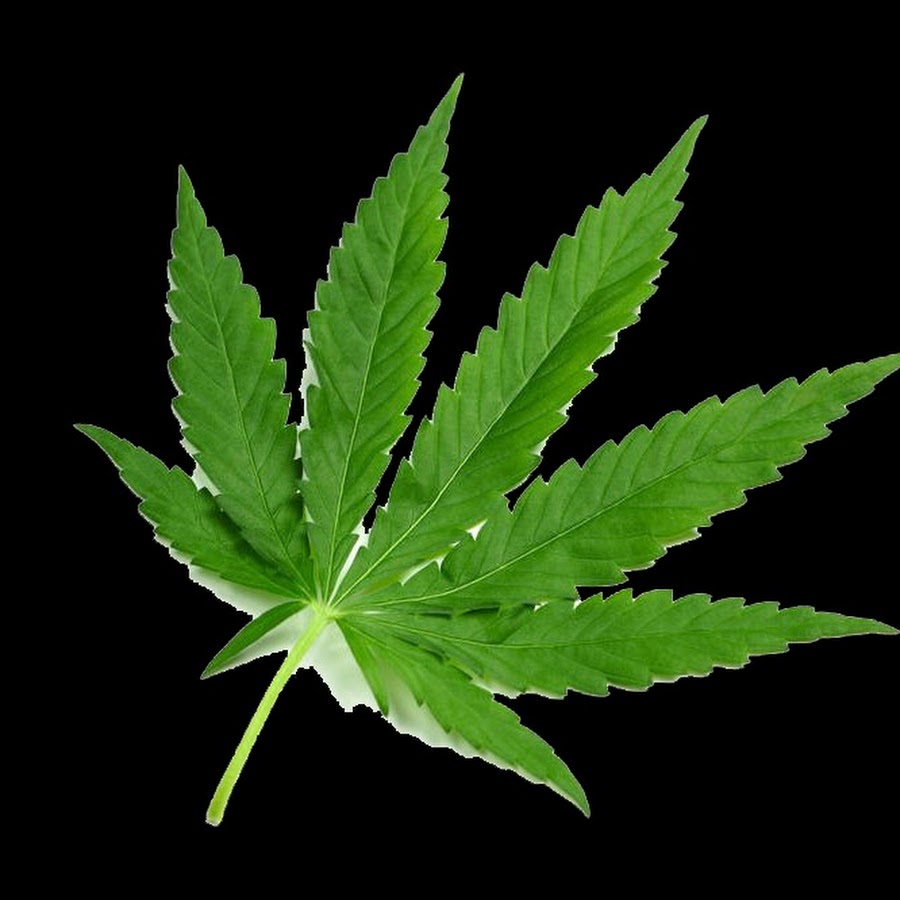 大麻花卷 Youtube