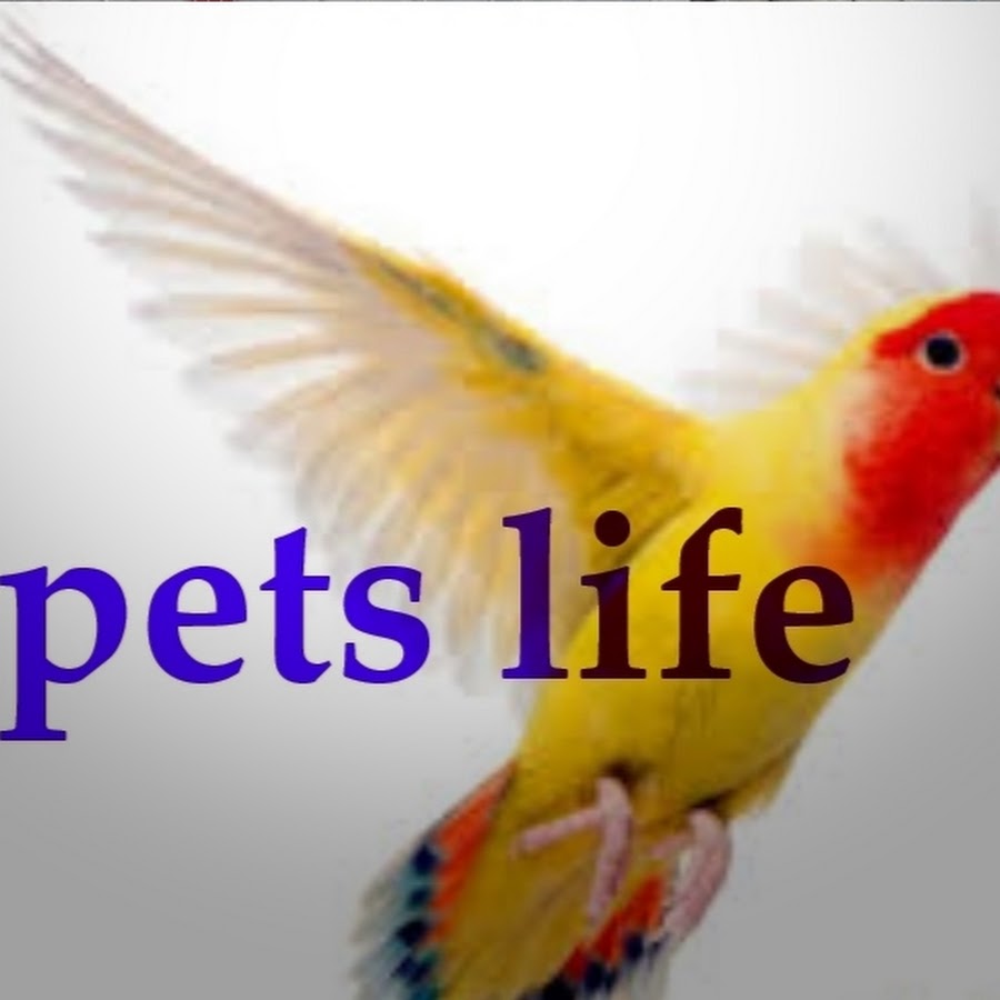 Pets life رمز قناة اليوتيوب