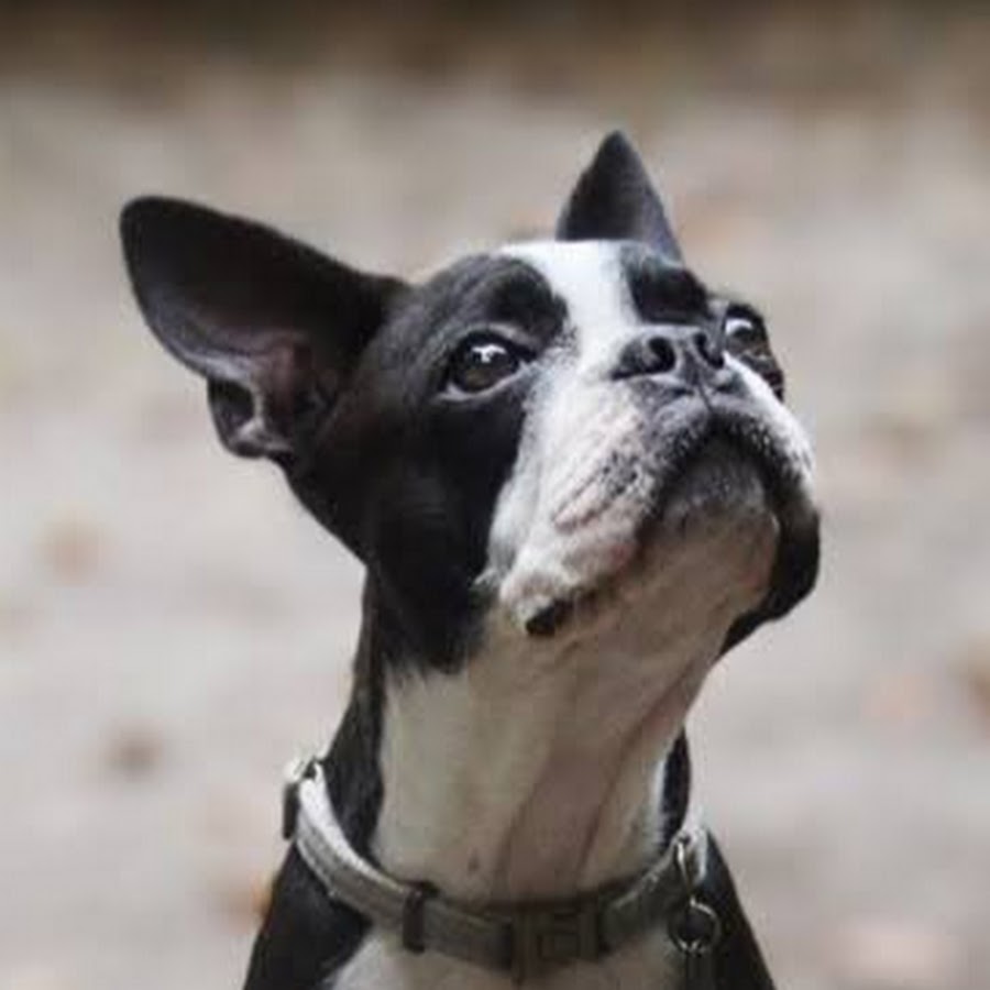 Ivy The Boston YouTube channel avatar