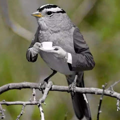 Thumbnail of related channel