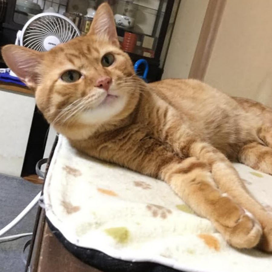 猫茶虎 Youtube