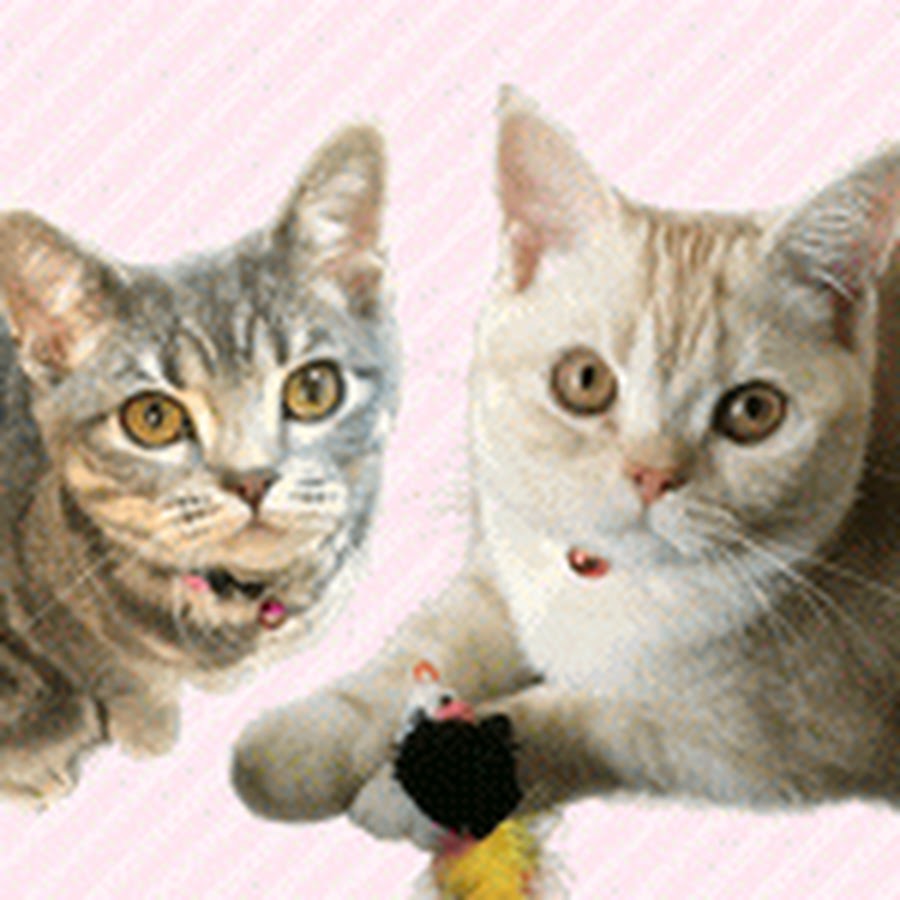 Amazing Cats Coco&Suzu Avatar channel YouTube 