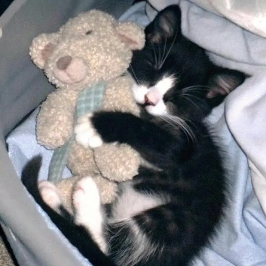 ʚ听闻君 莫笑ɞ Youtube