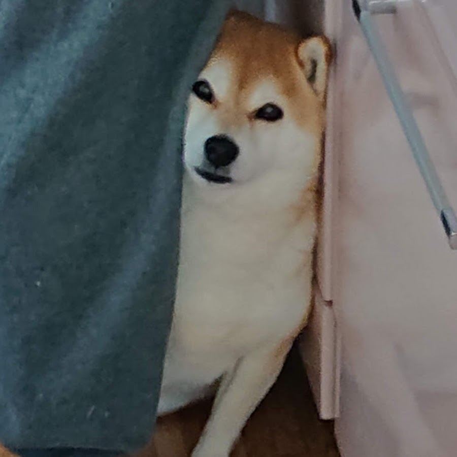 私好みの 柴犬 豆柴 情報 Japan Course 日本語