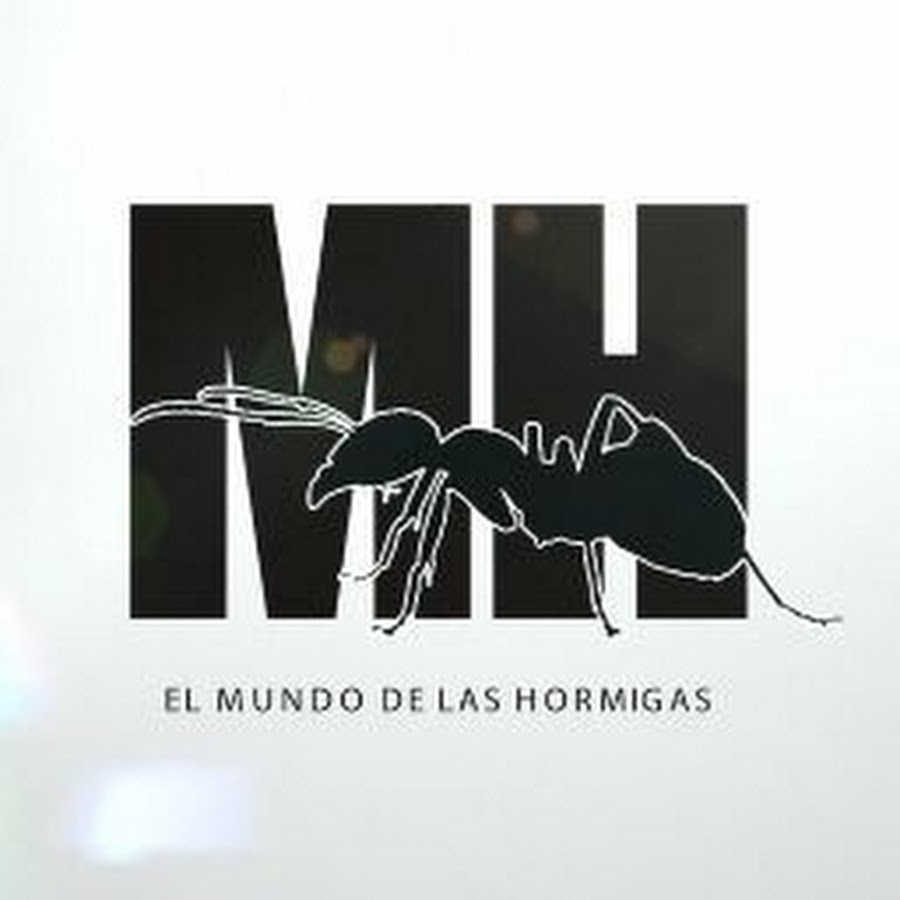 EL MUNDO DE LAS HORMIGAS رمز قناة اليوتيوب