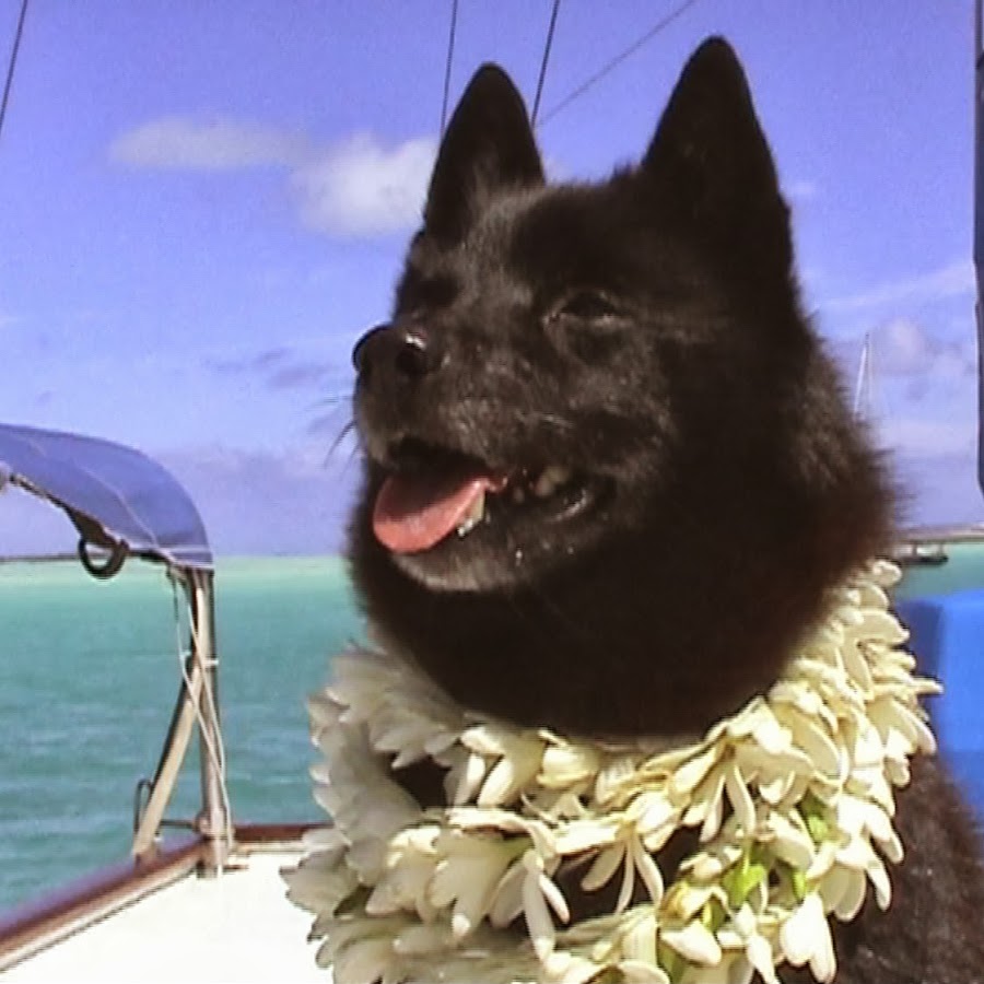 Tropical Sailing Life Avatar de chaîne YouTube