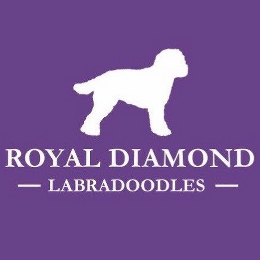 Royal Diamond Labradoodles यूट्यूब चैनल अवतार