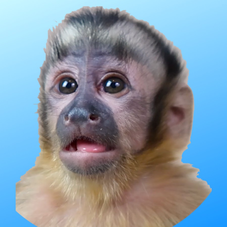 MonkeyHappy YouTube channel avatar