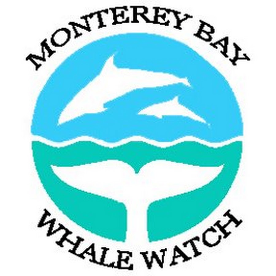 Monterey Bay Whale