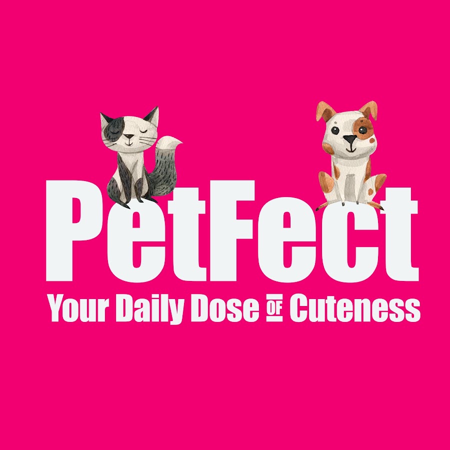 PetFect رمز قناة اليوتيوب