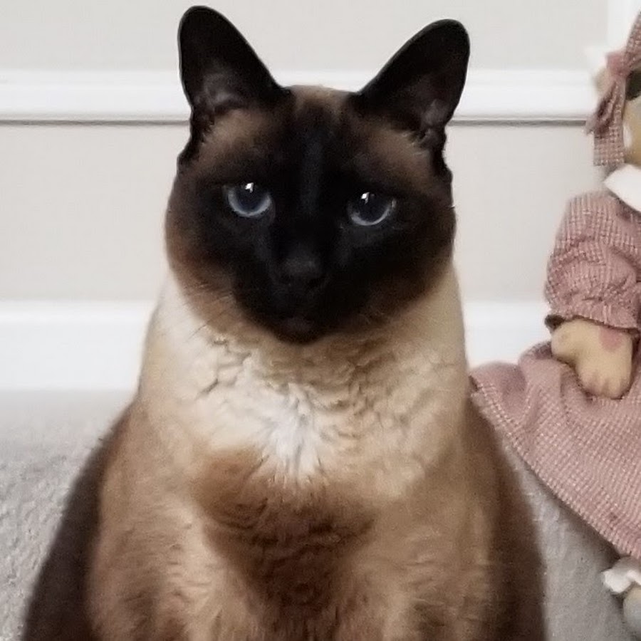 Coco the Siamese Cat
