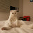 냥집사 Life With Cat