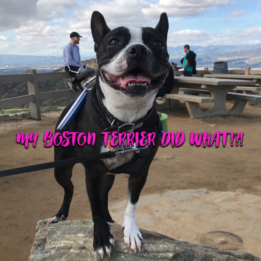 My Boston Terrier Did