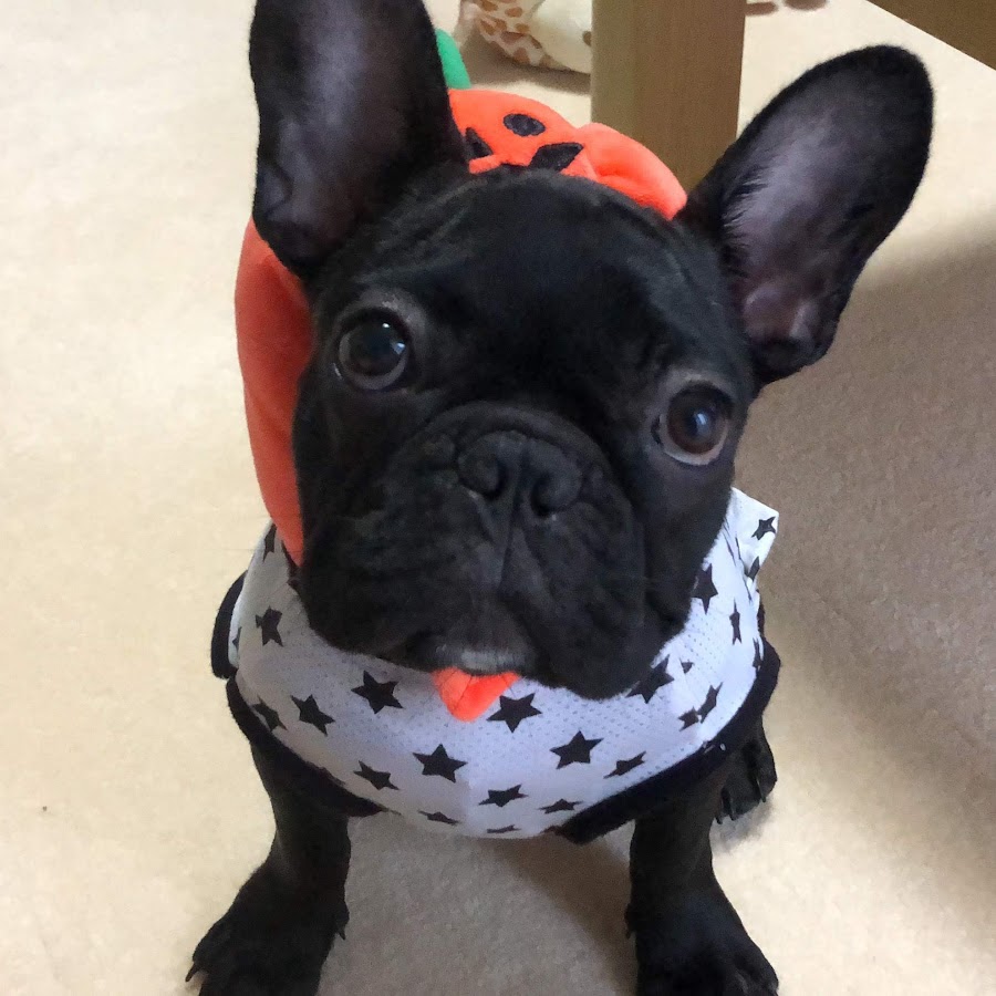 タプちゃんねる Youtube