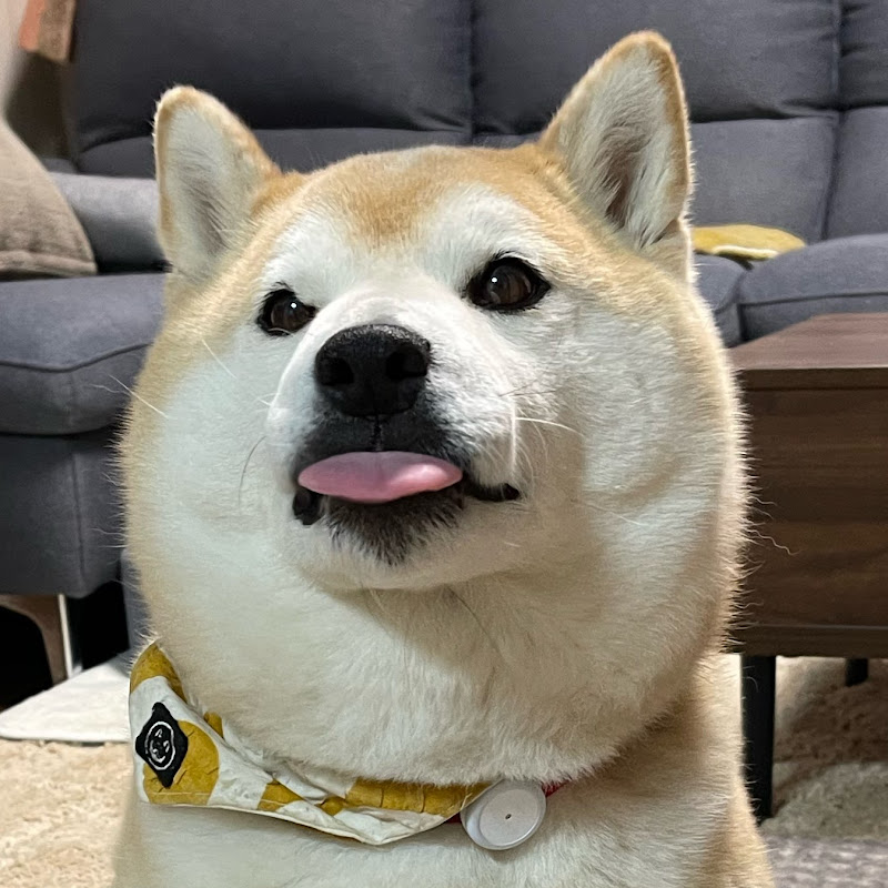 豆柴豆助座衛門でござる - 網紅的藏寶箱 