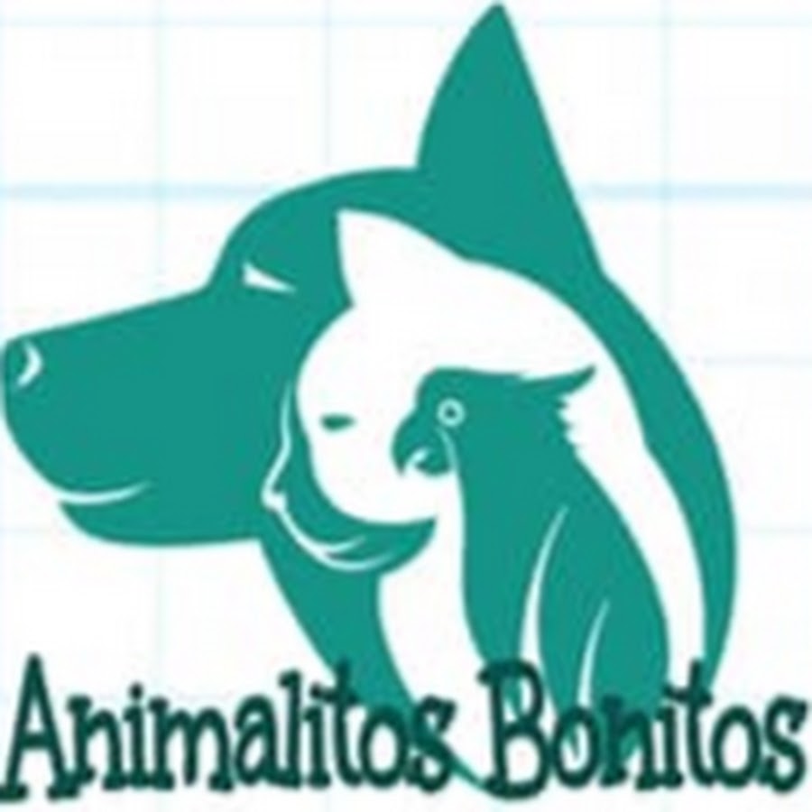 ANIMALITOS BONITOS Avatar canale YouTube 