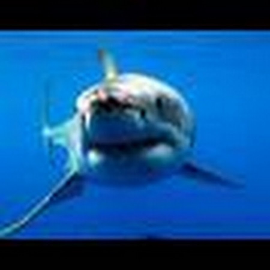 SHARKSWHALESANIMALS Avatar canale YouTube 