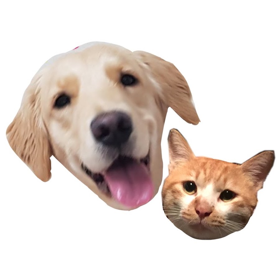 ëŒ•ëŒ•ì´ì™€ì•¼ì˜¹ì´ cat&dog YouTube channel avatar