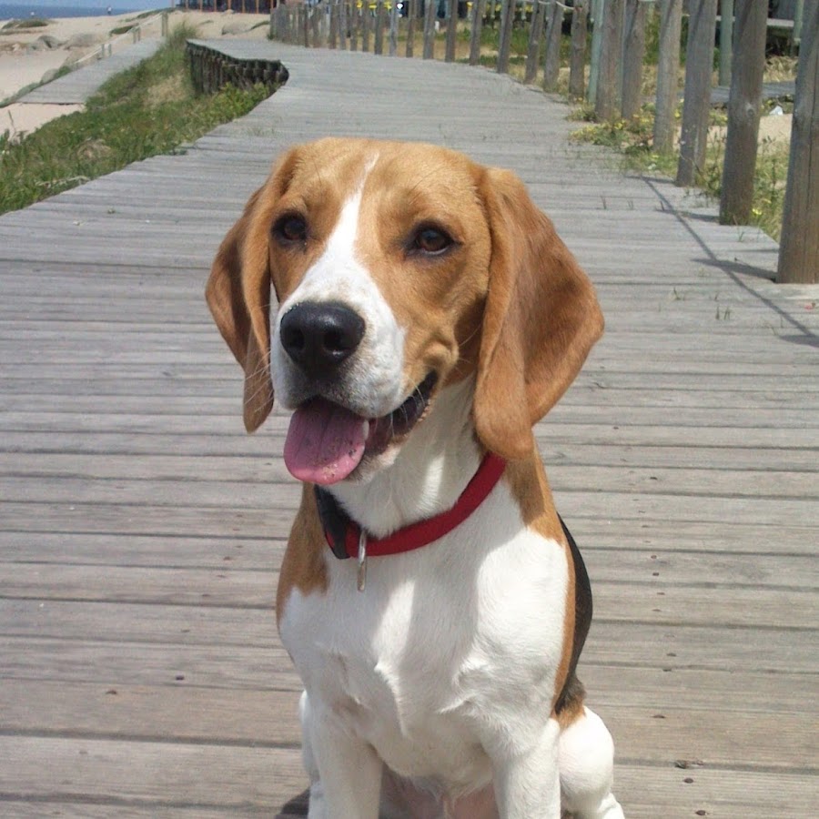 Boris The Beagle YouTube kanalı avatarı