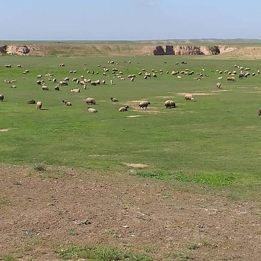 Ù…Ø­Ø¨ÙŠÙ† Ø§Ù„Ø´Ø§Ø¹Ø± Ù…Ø·Ø± Ø§Ù„ÙƒØ±ÙŠØ¯ÙŠ