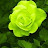 Green Rose