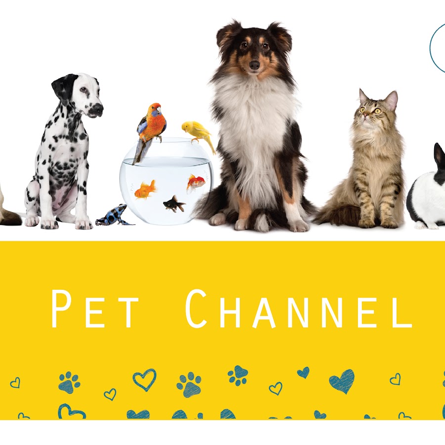 Pet Channel Avatar canale YouTube 