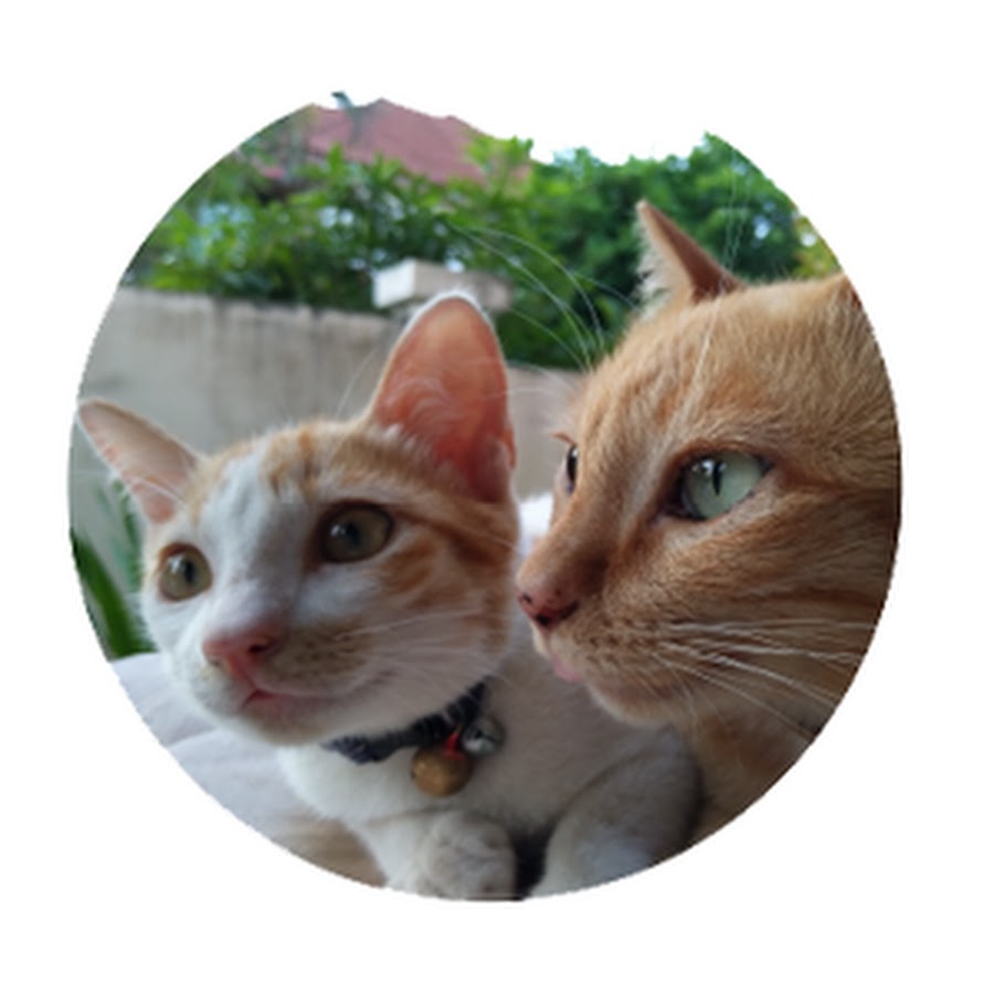 CatsPlay YouTube channel avatar