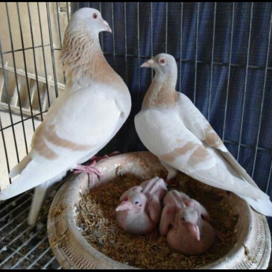 Голуби породы павлин. Голубь ухаживает за голубкой. Мясные породы голубей. Птенец горлицы. Как ухаживать голубей.