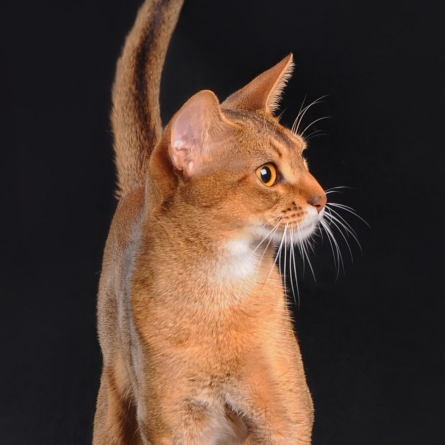 Abyssinian Cattery SmartABY Avatar channel YouTube 