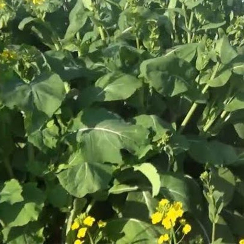 Dung Duong - 網紅的藏寶箱 