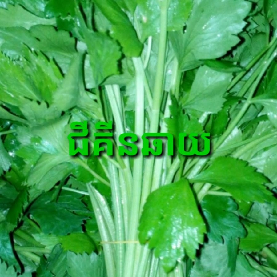 ជីគីនឆាយ Celery