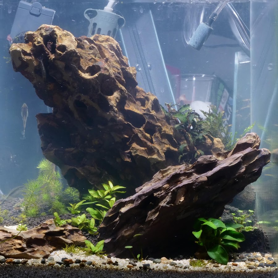 アクアリウム日和chあくび Youtube